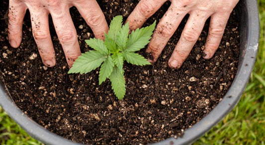 Growing Cannabis in Dirt. 5 Quick Tips