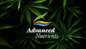 WHY YOU SHOULD USE ADVANCED NUTRIENTS TO GROW YOUR CANNABIS