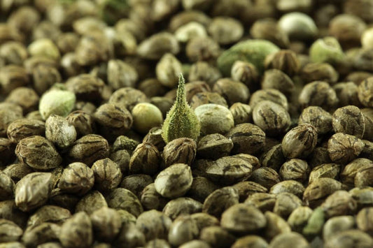 EVERYTHING YOU WANTED TO KNOW ABOUT CANNABIS SEEDS
