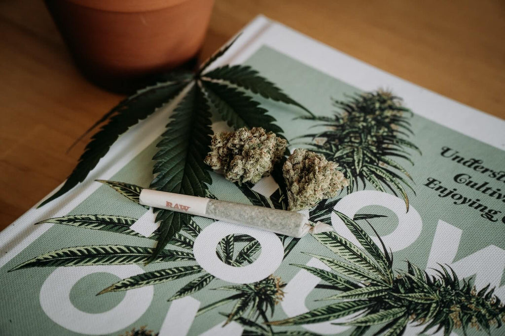 Mastering Cannabis: From Botanical Basics to Global Legalization