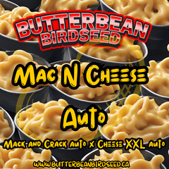 Mac N Cheese Auto