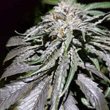 2 Scoops Auto Cannabis Seeds