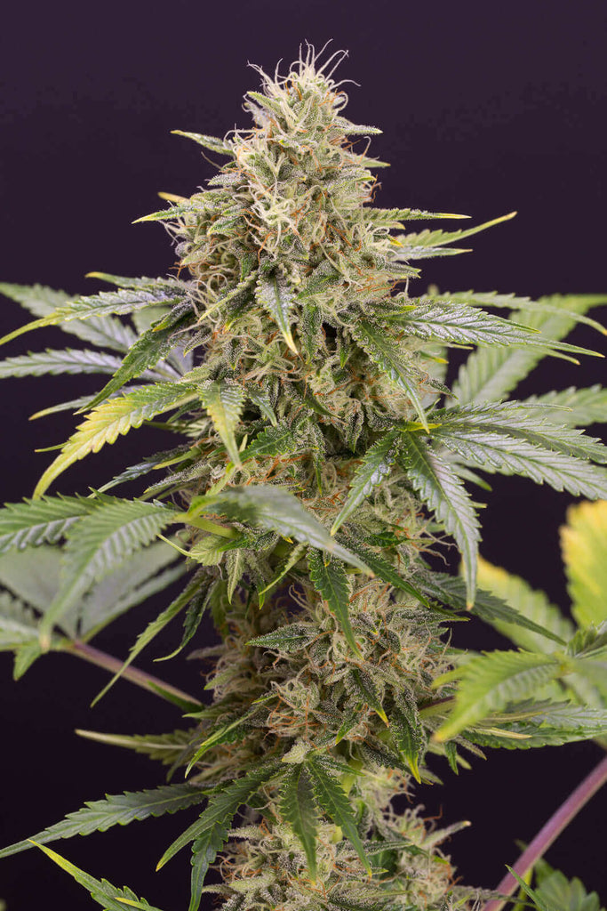 Humboldt Seeds Chocolate Mint OG Autoflowering Cannabis Seeds