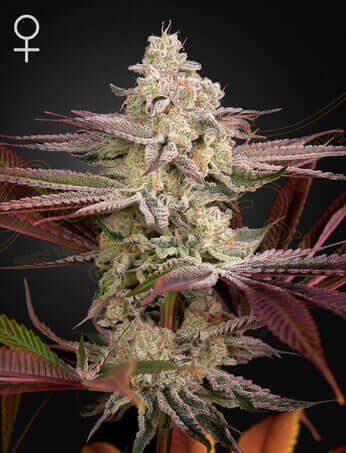 Green House Seeds, Chemical Bride