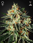 Green House Seeds, GH Cheese