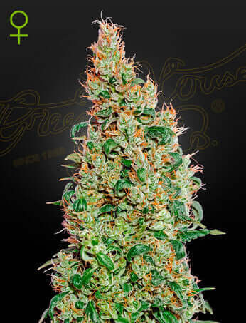 Green House Seeds, Green-O-Matic Auto