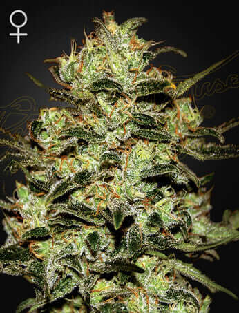 Green House Seeds, Moby Dick