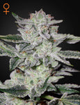 Green House Seeds, Sweet Valley Kush