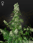 Green House Seeds, White Strawberry Skunk