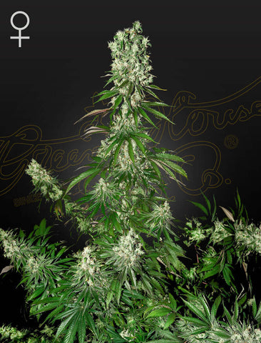 Green House Seeds, White Strawberry Skunk