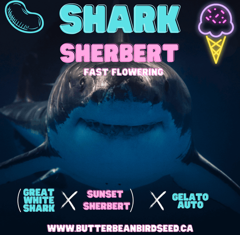 Shark Sherbert Fast Flowering