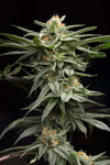 Lingerie Cannabis Seeds by Sherbinksi & Humboldt Seed Organization