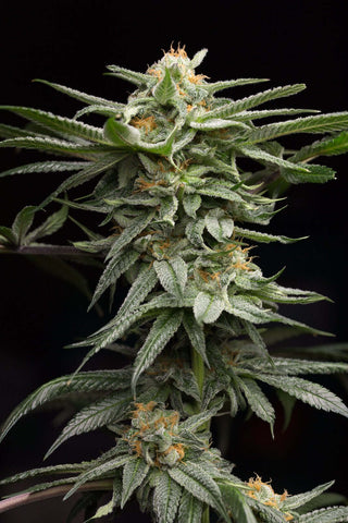 Lingerie Cannabis Seeds by Sherbinksi & Humboldt Seed Organization