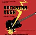 Rockstar Kush Fast Flowering